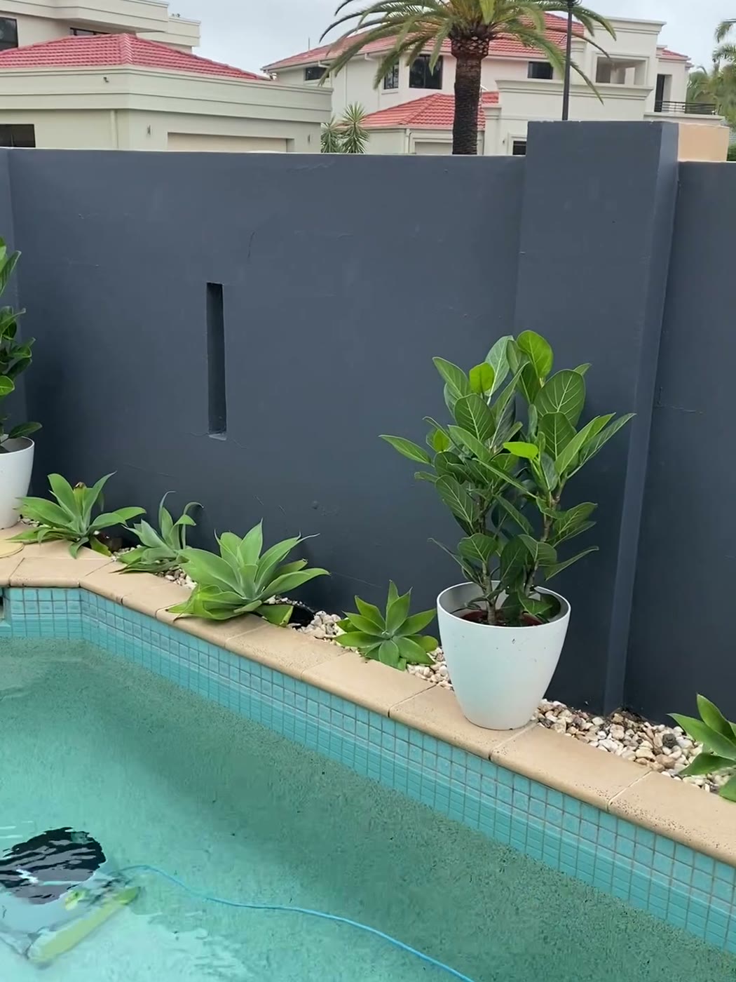 Pool boundary wall repainted charcoal with new plants and pebble garden bed